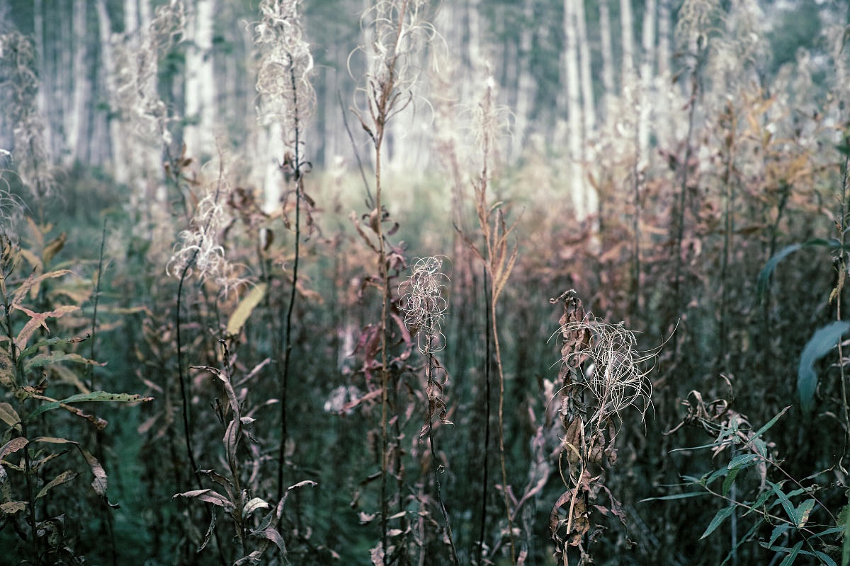 Осень, лес-2